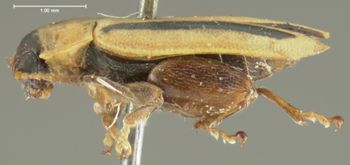 Media type: image;   Entomology 5025 Aspect: habitus lateral view